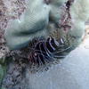 Picture taken during the dive