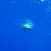 Picture taken during the dive