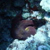 Picture taken during the dive