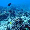 Picture taken during the dive
