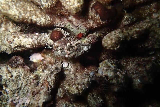 Honolulu Dive Club - Dive Club in United States