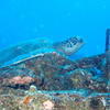 Picture taken during the dive