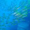 Picture taken during the dive
