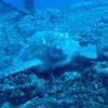 Picture taken during the dive