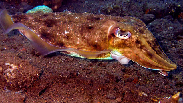 Aqua Dive Paradise - Dive Center in 印度尼西亚