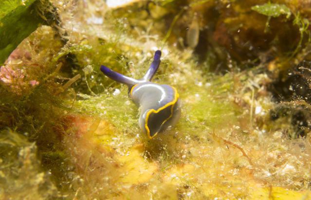 Sun Exploitation - Dive Center in France