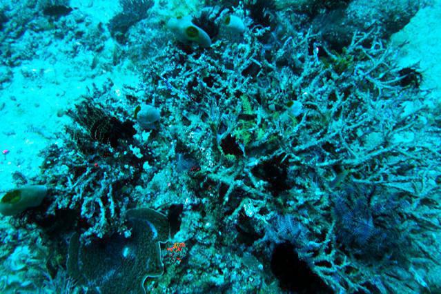 Camiguin Action Geckos - Dive Center in Philippines