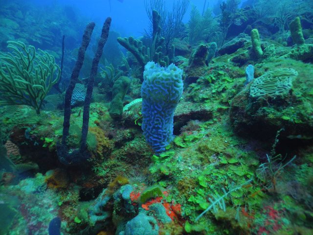 Ocean Sports - Dive Shop in Puerto Rico