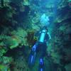 Picture taken during the dive