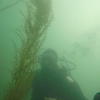 Picture taken during the dive