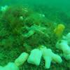 Picture taken during the dive