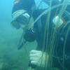 Picture taken during the dive