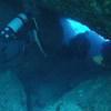 Picture taken during the dive