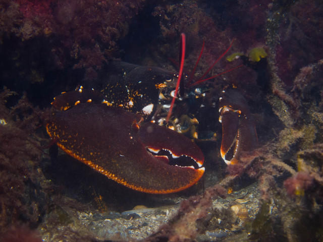 Dykleif - Dive Center in Sweden