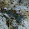 Picture taken during the dive