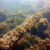 Picture taken during the dive