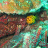 Picture taken during the dive