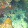 Picture taken during the dive