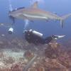 Picture taken during the dive