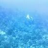 Picture taken during the dive