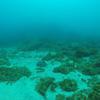 Picture taken during the dive