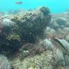 Picture taken during the dive