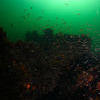 Picture taken during the dive