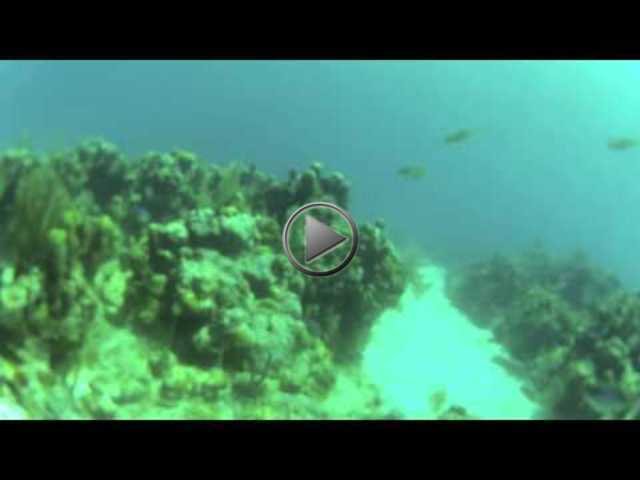 West End Divers - Dive Center in 洪都拉斯