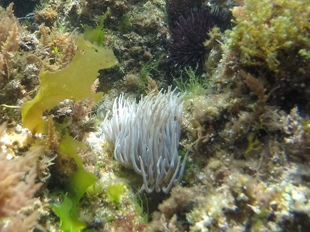 Buceo Ciesub S.L. - Dive Center in Spain