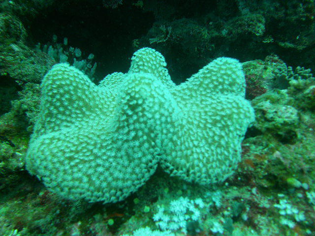 RA Divers Fiji-Volivoli Beach - Dive Center