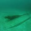 Picture taken during the dive
