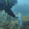 Picture taken during the dive