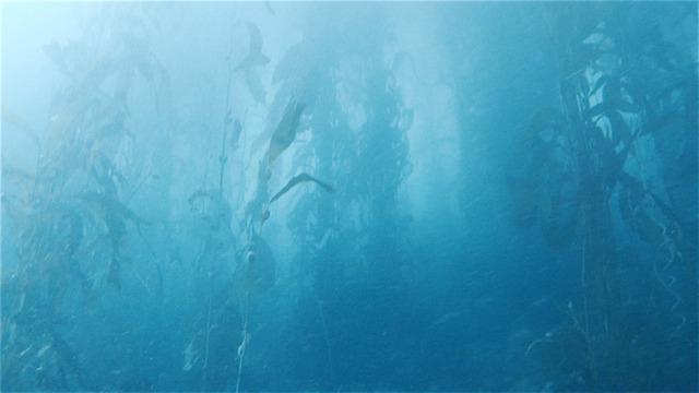 Diver Dan's, Inc. - Dive Center in United States