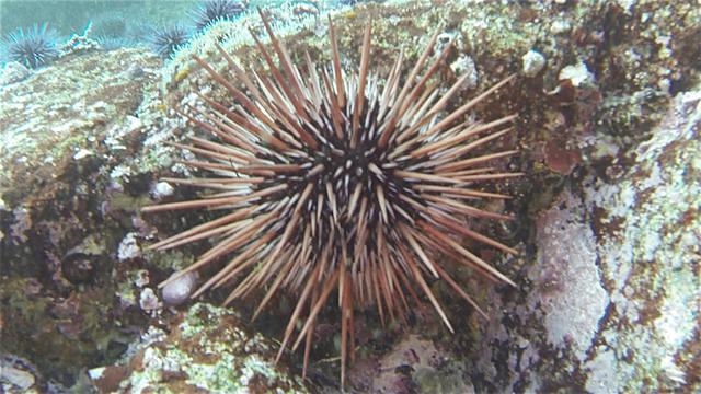 Bamboo Scuba - Dive Center in United States