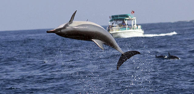 Kona Ocean Adventures - Dive Center in United States
