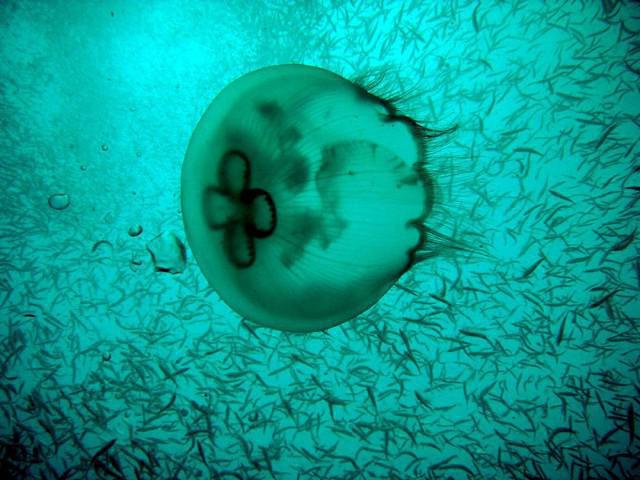Dive Locker Of Panama City Beach - Dive Center in United States