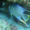Picture taken during the dive