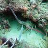 Picture taken during the dive