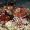 Picture taken during the dive