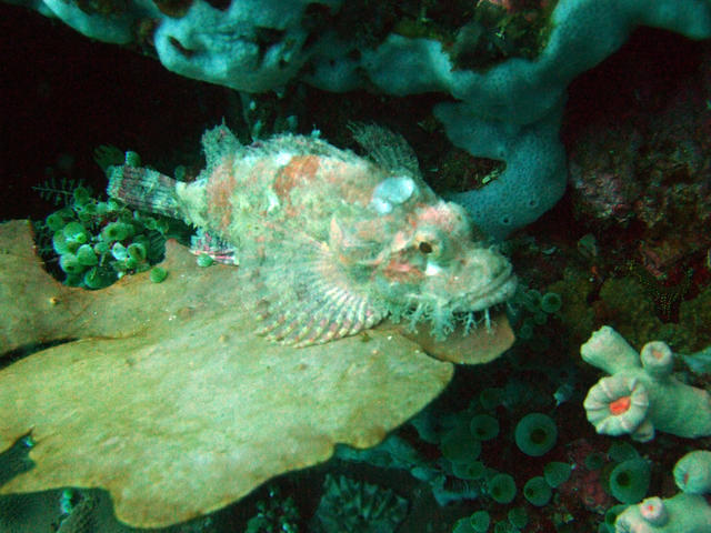 Mayumi Resort - Dive Center in Philippines