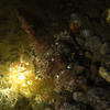 Picture taken during the dive