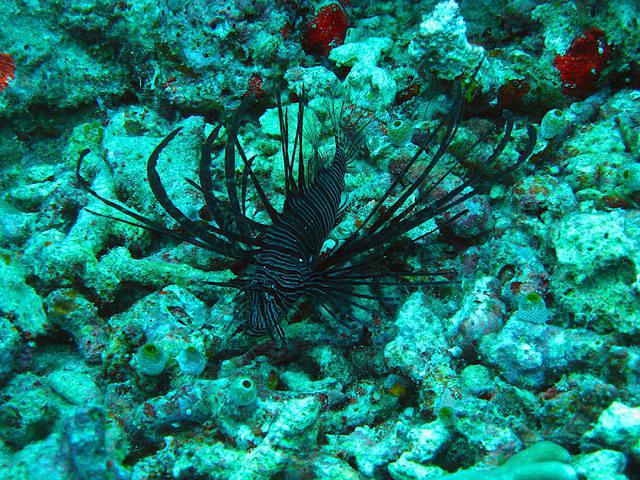 Coral Grand Divers - Dive Center