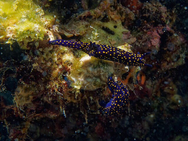 The Dive Gurus - Dive Center in Mexique