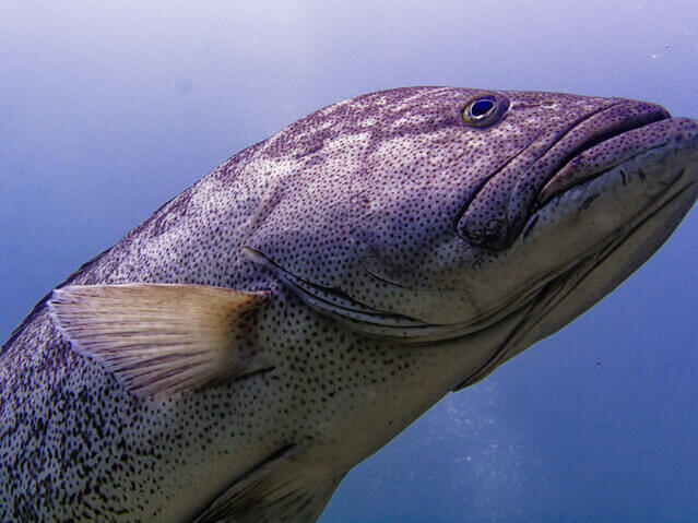 Cabo Pulmo Watersports - Dive Center in Mexico