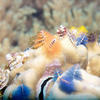 Picture taken during the dive