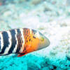 Picture taken during the dive