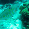 Picture taken during the dive