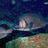 Picture taken during the dive