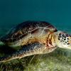 Picture taken during the dive