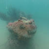 Picture taken during the dive